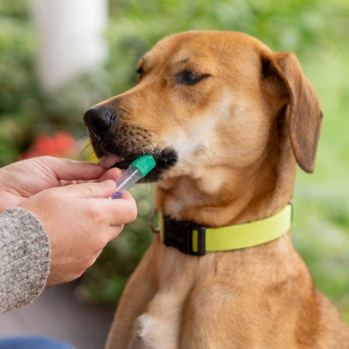 Embark Breed Identification Dog DNA Test - Image 3