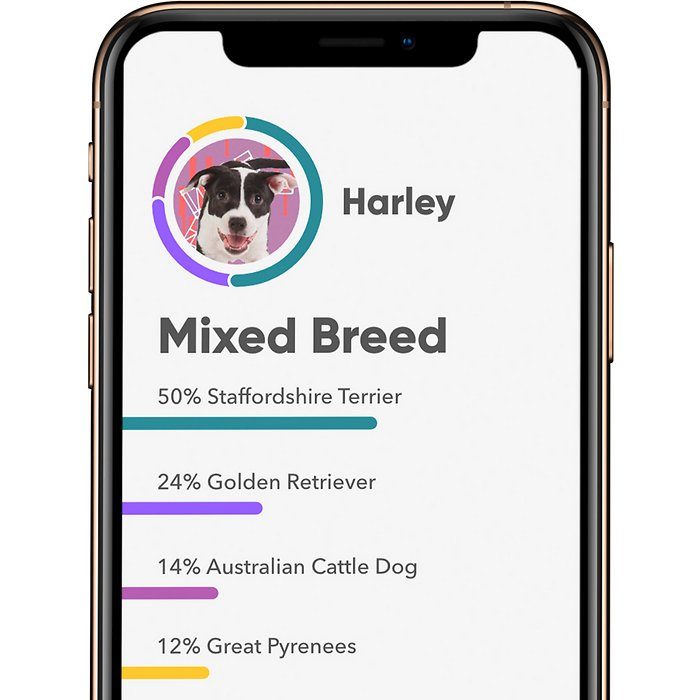 Embark Breed Identification Dog DNA Test - Image 5