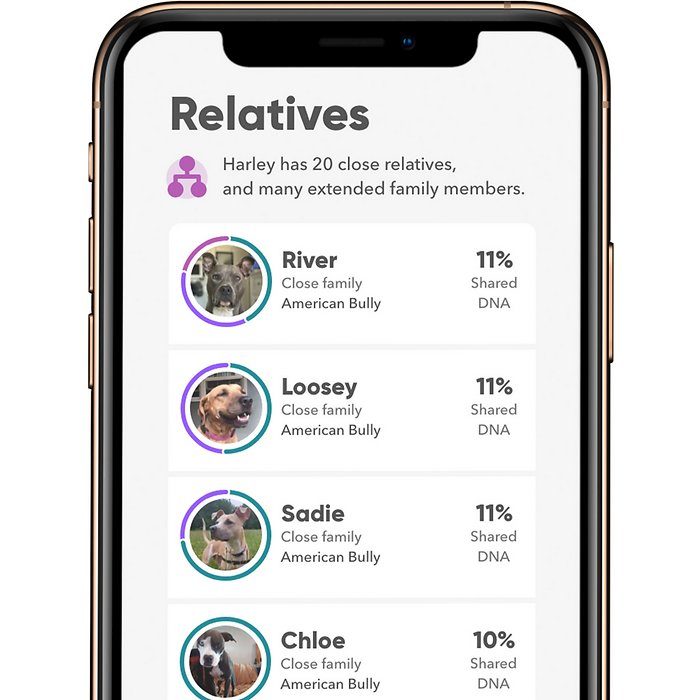 Embark Breed Identification Dog DNA Test - Image 6