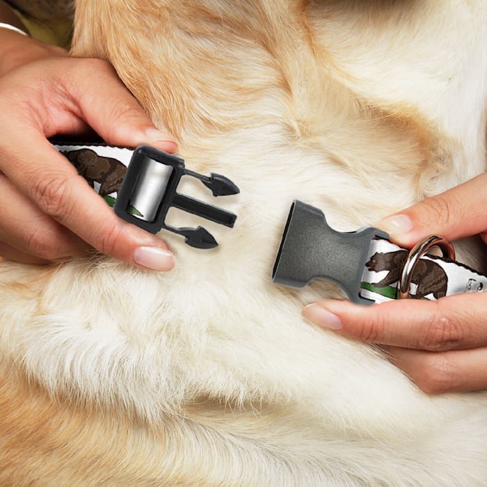 Buckle-Down Cali Bear White Plastic Clip Dog Collar - Image 2