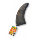 Advance Pet Products Water Buffalo Horn Dog Treats, Small 4"