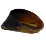 Advance Pet Products Water Buffalo Hoof Dog Treats (Single)