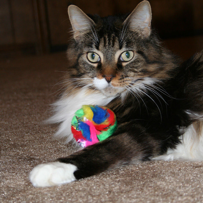 Cancor Innovations Original Crinkle Ball Cat Toy - Image 4