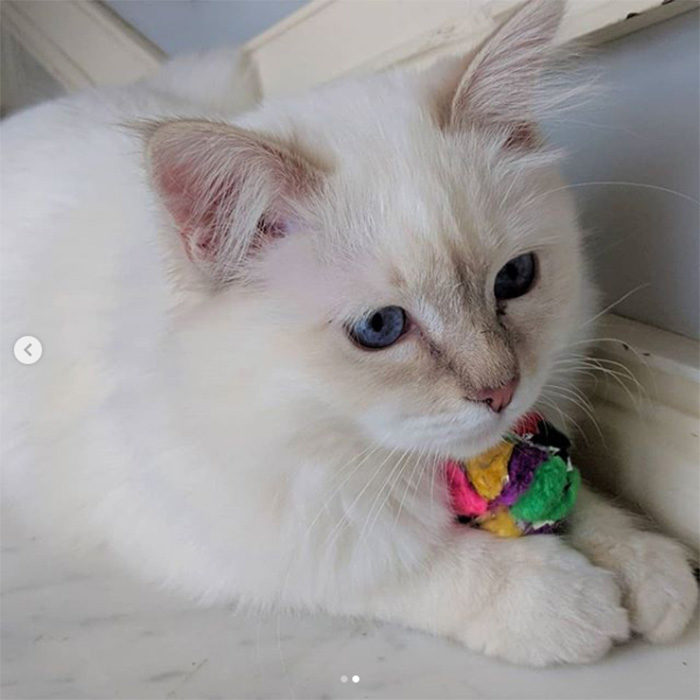 Cancor Innovations Mini Crinkle Ball Cat Toy - Image 5