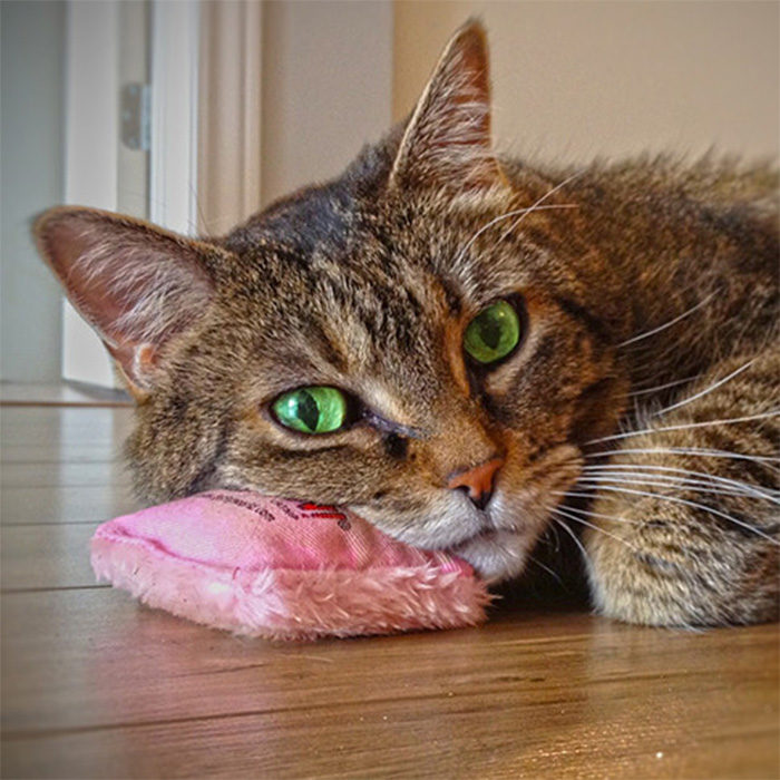 Yeowww! Pillows Catnip Cat Toy - Image 2