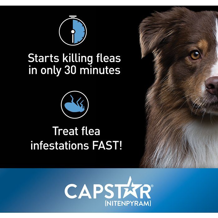 Capstar Flea Oral Treatment for Dogs 2-25 lbs, 6 Tablets - Image 6