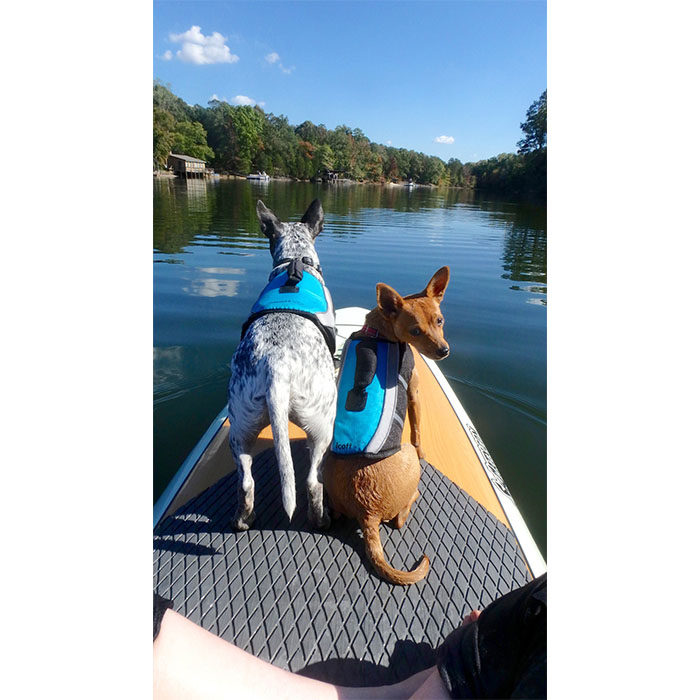 Alcott Water Adventure Dog Life Jacket, Neon Yellow - Image 4