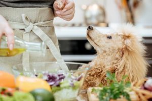 7 Superfoods You and Your Dog Can Enjoy Together