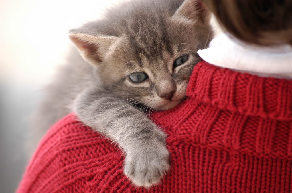 8 Reasons Why You Should Hug Your Cat!!