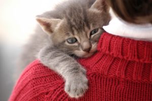 8 Reasons Why You Should Hug Your Cat!!