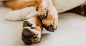 A How-To Guide for Keeping Your Dog's Paws Safe