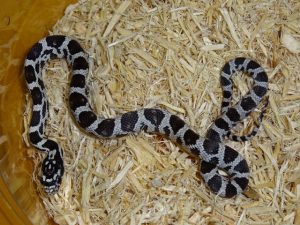 Top 5 Small Pet Snakes for Beginners 1