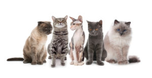 Are there Really That Many Different Cat Breeds-1