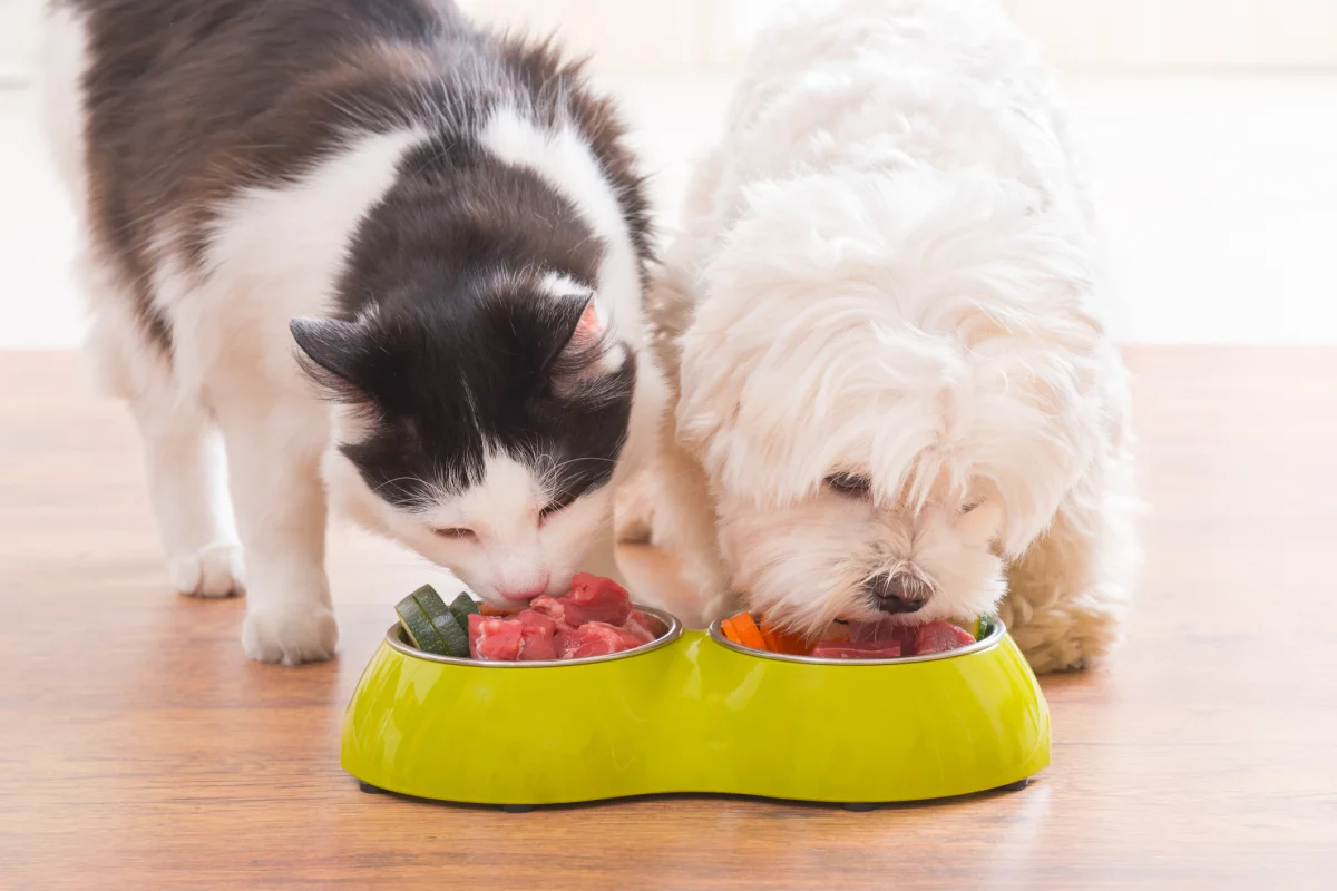 Become a Personal Chef for Your Pet