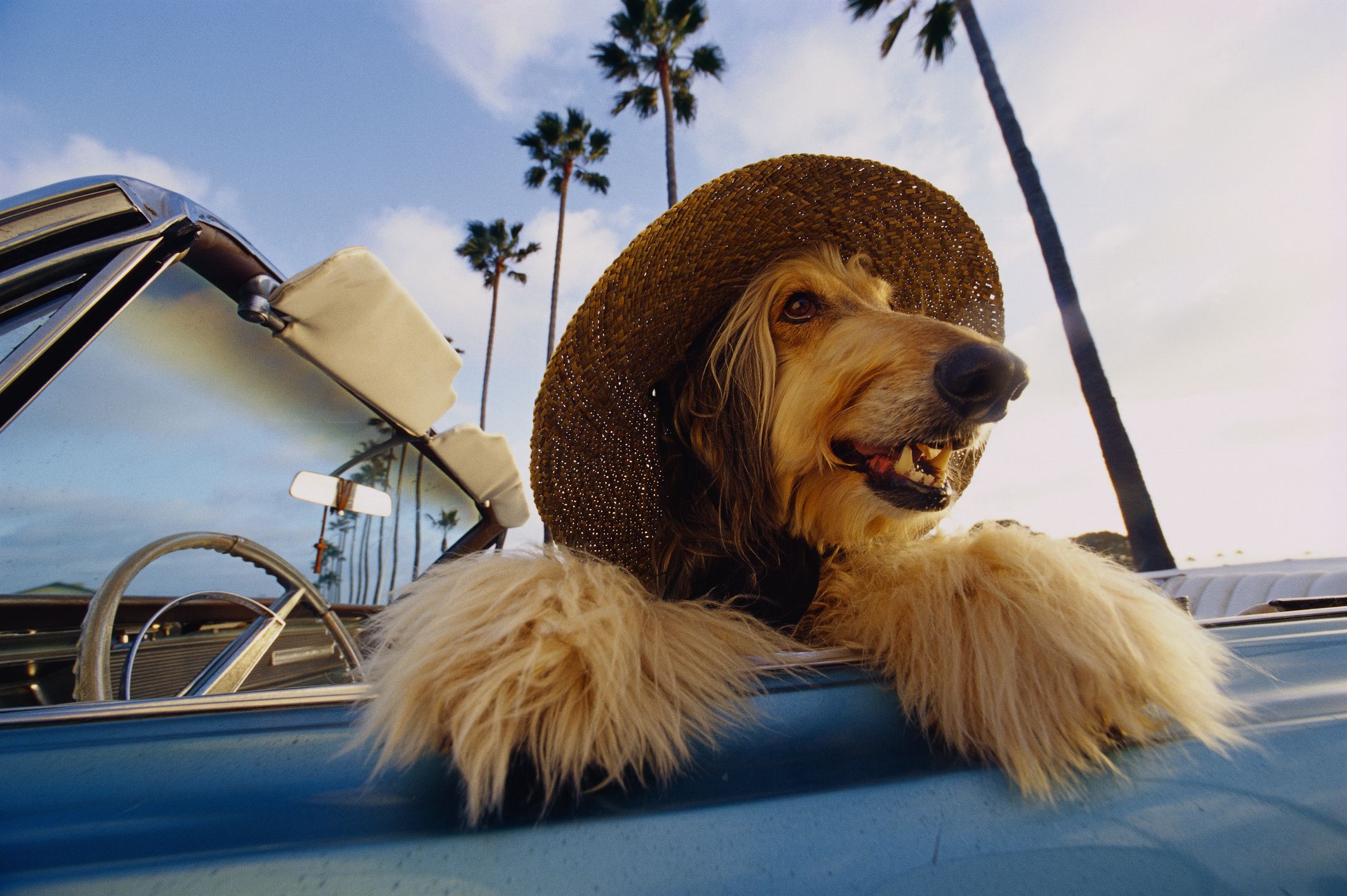 Best Dog Breeds to Get If You Live in a Hot Weather