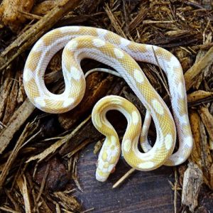 Top 5 Small Pet Snakes for Beginners 2