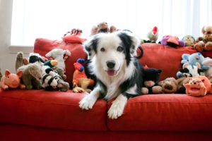 Choose the Best Play Toys for Your Dog-2
