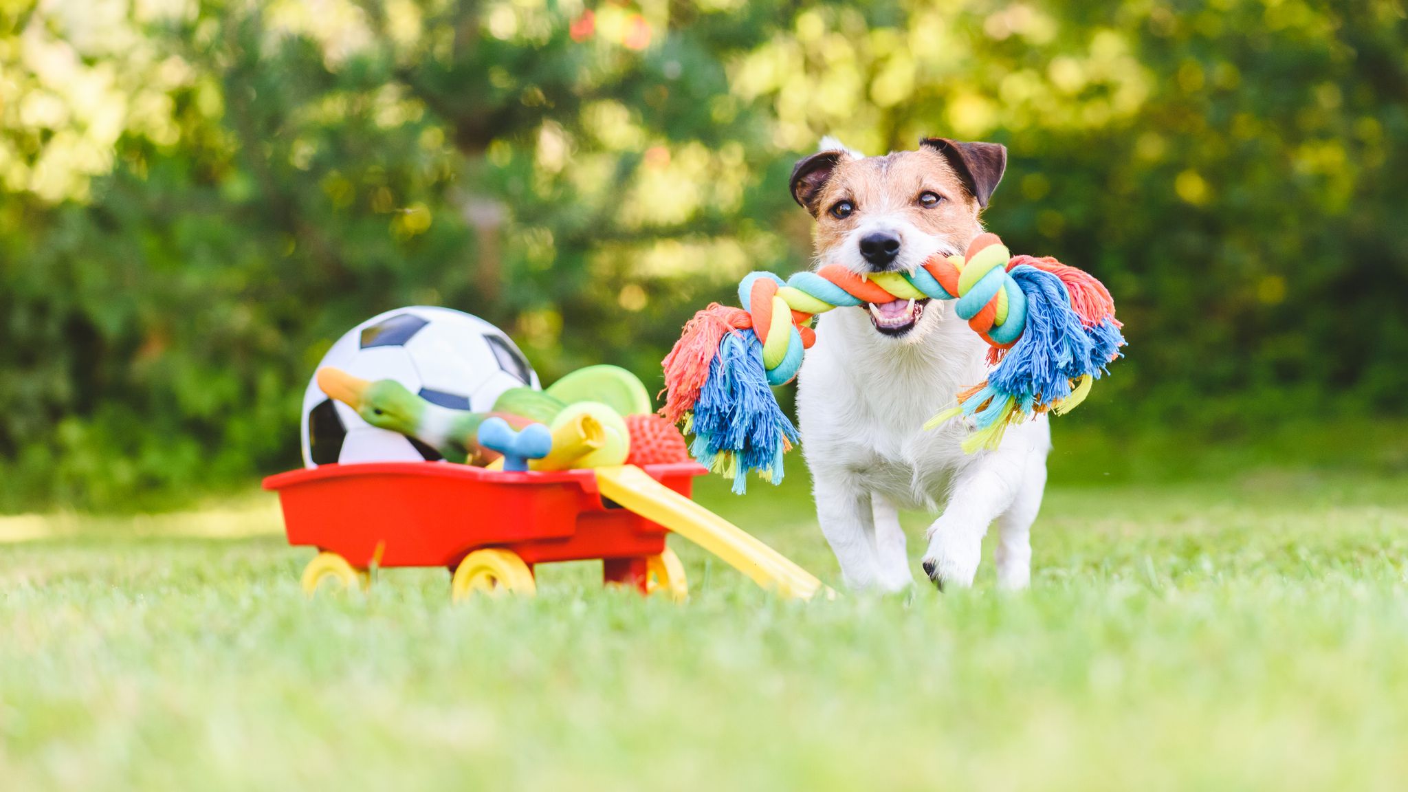 Choose the Best Play Toys for Your Dog