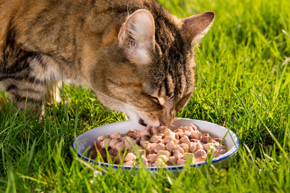 How To Feed a Picky Cat