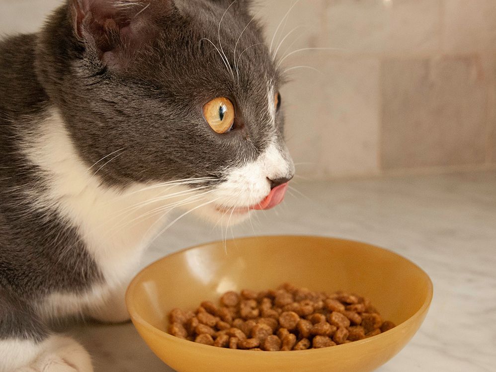 How to Choose the Best Cat Food