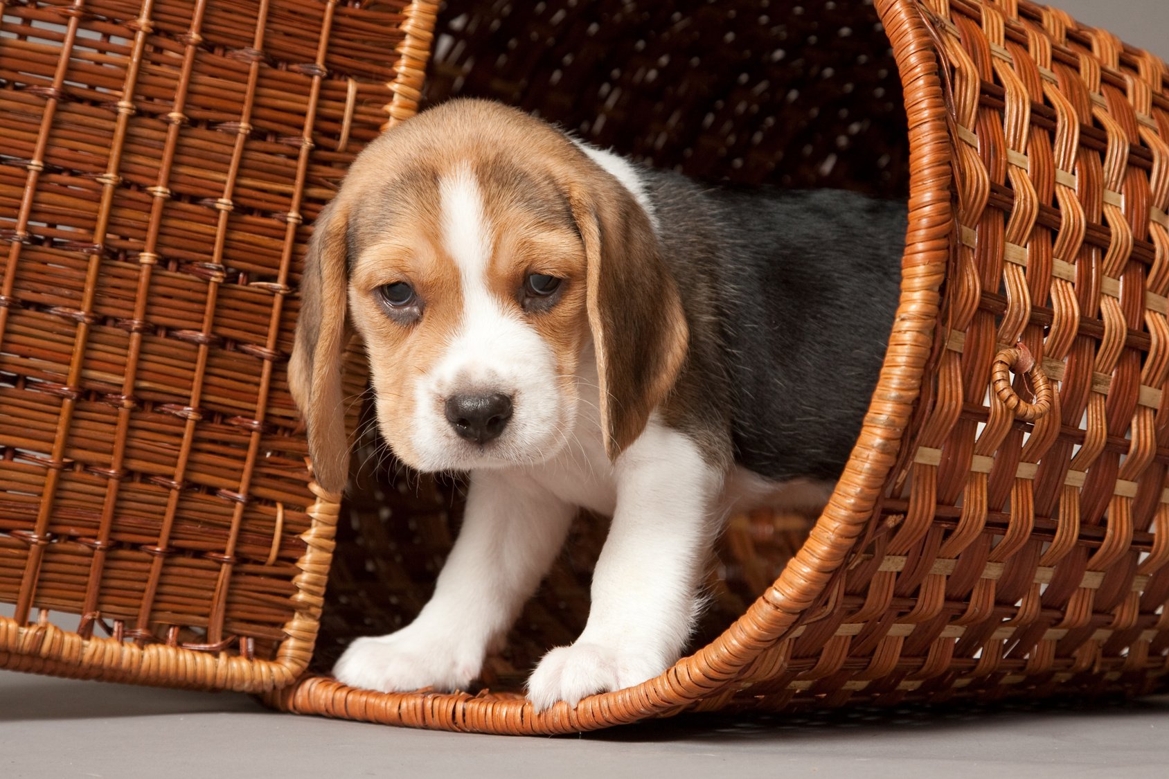 How to Prepare for the Arrival of Your New Puppy