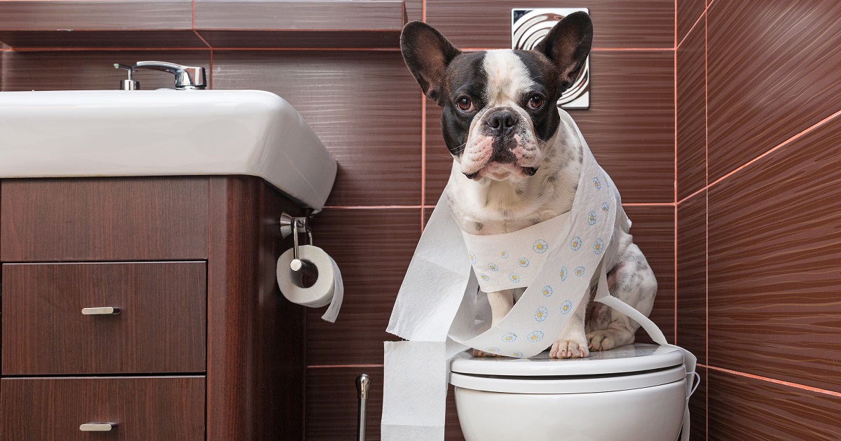 How to Successfully Potty Train Your Puppy
