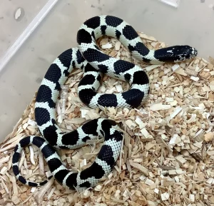 Top 5 Small Pet Snakes for Beginners 6