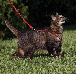 Leashes Are Being Worn By Cats