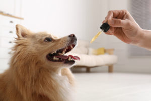 The Advantages of Herbal Supplements for Your Dog