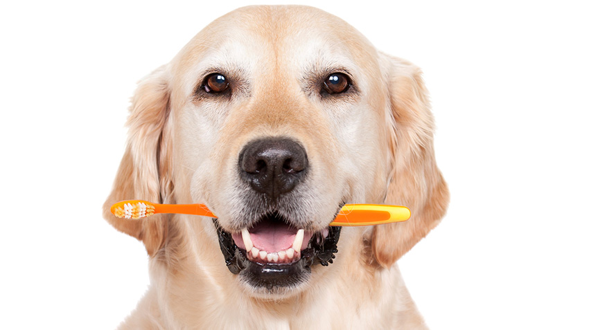 The Top Ten Dental Care Tips for Pets