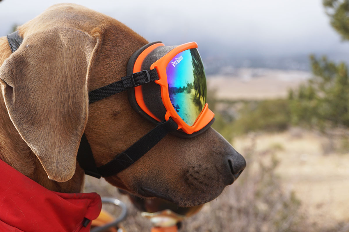 Reasons Why Your Dog Requires Eye Protection