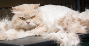 Taking Precautions to Improve Your Cat's Health