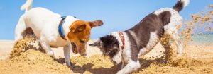The Meaning of 6 Typical Dog Behaviors