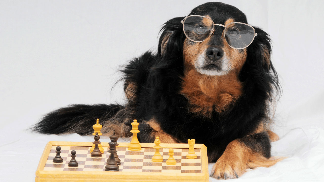 Top 5 Most Intelligent Dog Breeds