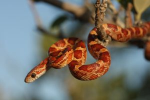 Top 5 Small Pet Snakes for Beginners