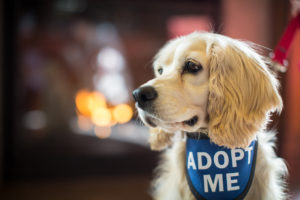 What Are the Benefits of Adopting a Rescue Dog?