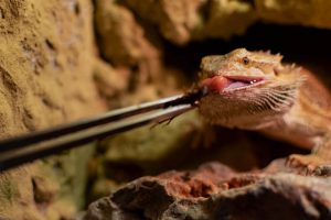 What Food Do Bearded Dragons Eat 4