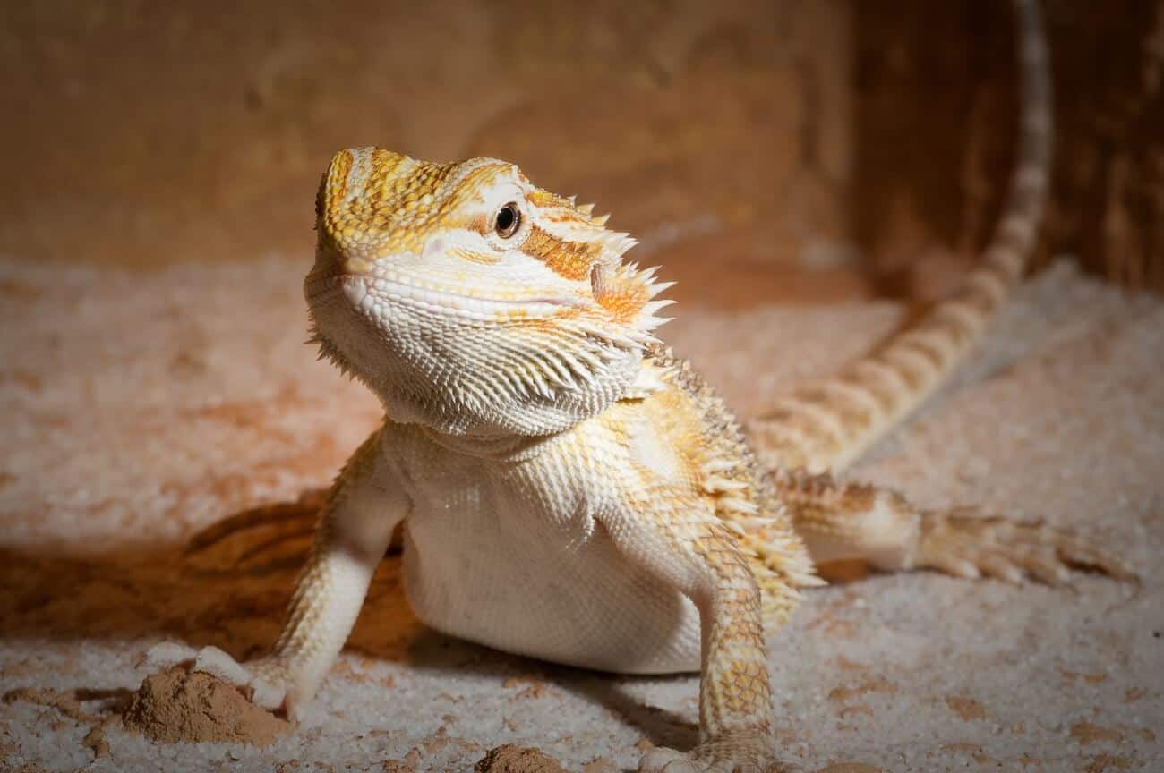 What Food Do Bearded Dragons Eat