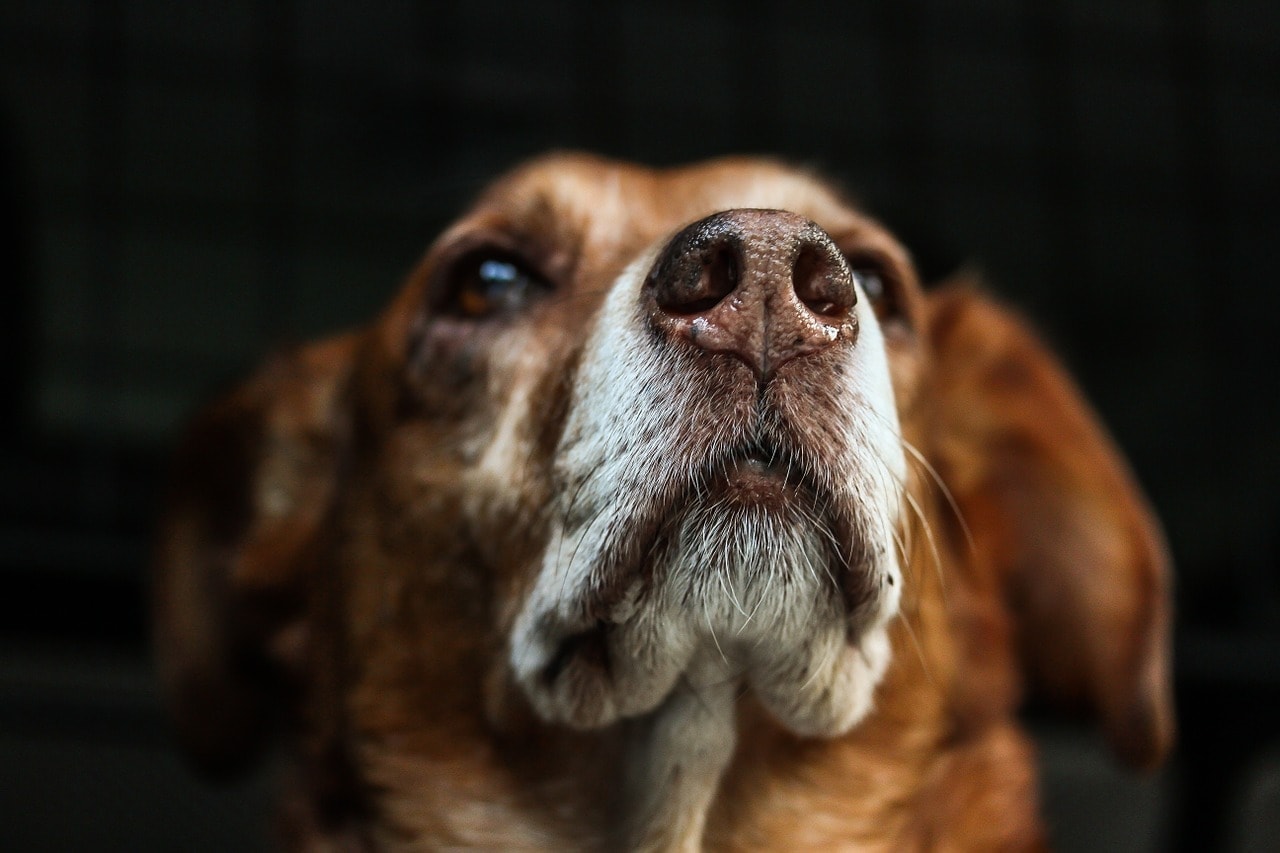 What Your Dog's Nose Can Tell You