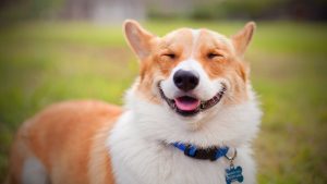 What is the Best Way to Teach Your Dog to Smile?