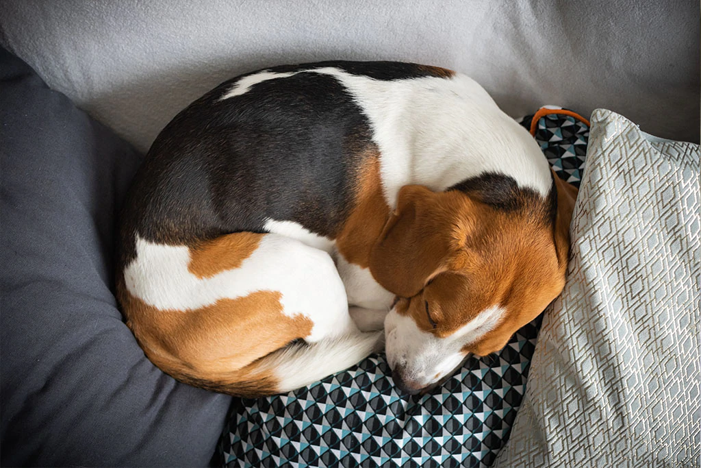 Why Do Dogs Sleep Curled Up