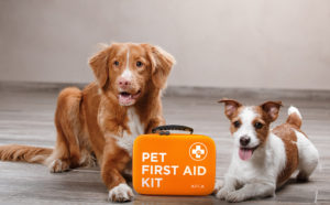 Why Should You Have a Pet First Aid Kit in Your Car?