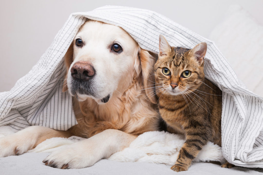 Making Your New Dog or Cat Become Best Friends With Your Current Pet