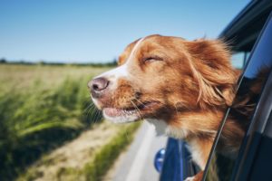 How to Keep Your Pet Comfortable While Traveling