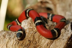 Top 5 Small Pet Snakes for Beginners 7