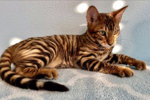 10 Cats That Have the Appearance of Tigers, Leopards, and Cheetahs-1