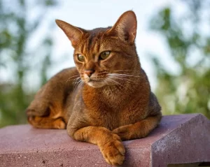 10 Cats That Have the Appearance of Tigers, Leopards, and Cheetahs