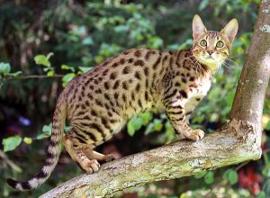 Cats That Have the Appearance of Tigers, Leopards, and Cheetahs