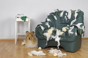 10 Ways to Prevent an Alone Dog from Destroying the Couch