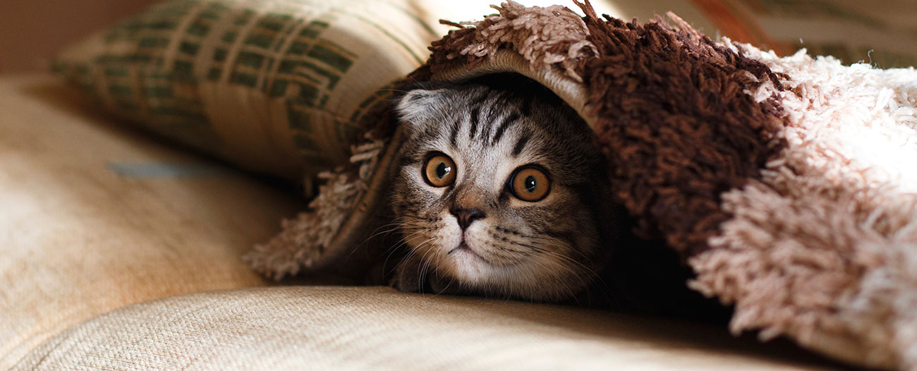 12 Ways to Reduce Anxiety and Stress in Your Cat
